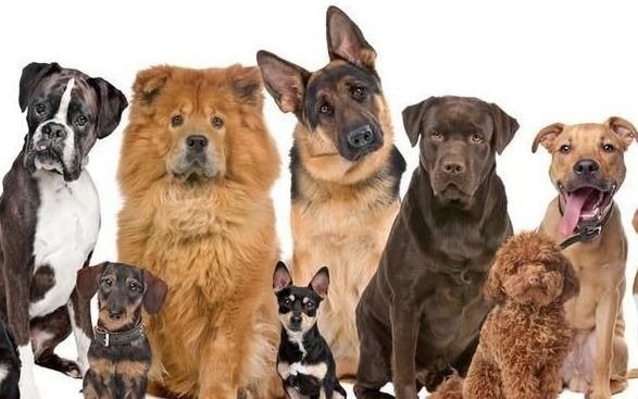¿El hombre domesticó al perro, o el perro domesticó al hombre?