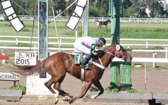 Turf – Programas y Resultados