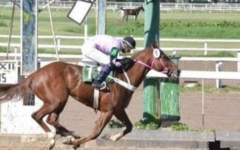 Turf – Programas y Resultados