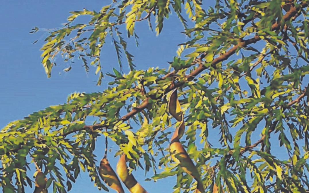 Reserva Natural de Punta Lara: incendios y su impacto en la biodiversidad
