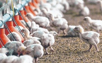 ¿Pollos resistentes a la gripe aviar gracias a la edición genética?