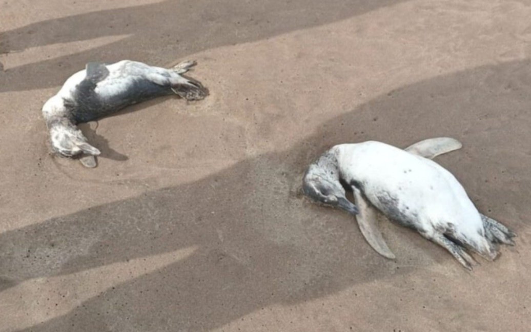 Preocupación por la aparición de 40 pingüinos muertos en Mar del Plata