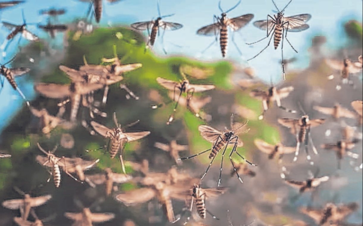 Dengue: los mosquitos se vuelven más resistentes a la fumigación