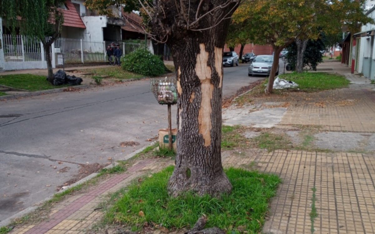 Advierte por un árbol seco a punto de venirse abajo