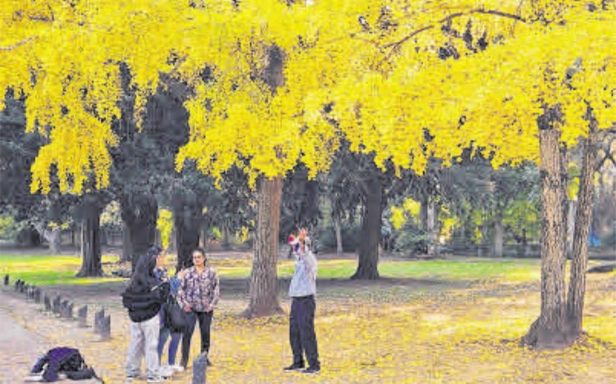 Una tarde de sol para disfrutar del espectáculo del ginkgo en el Bosque
