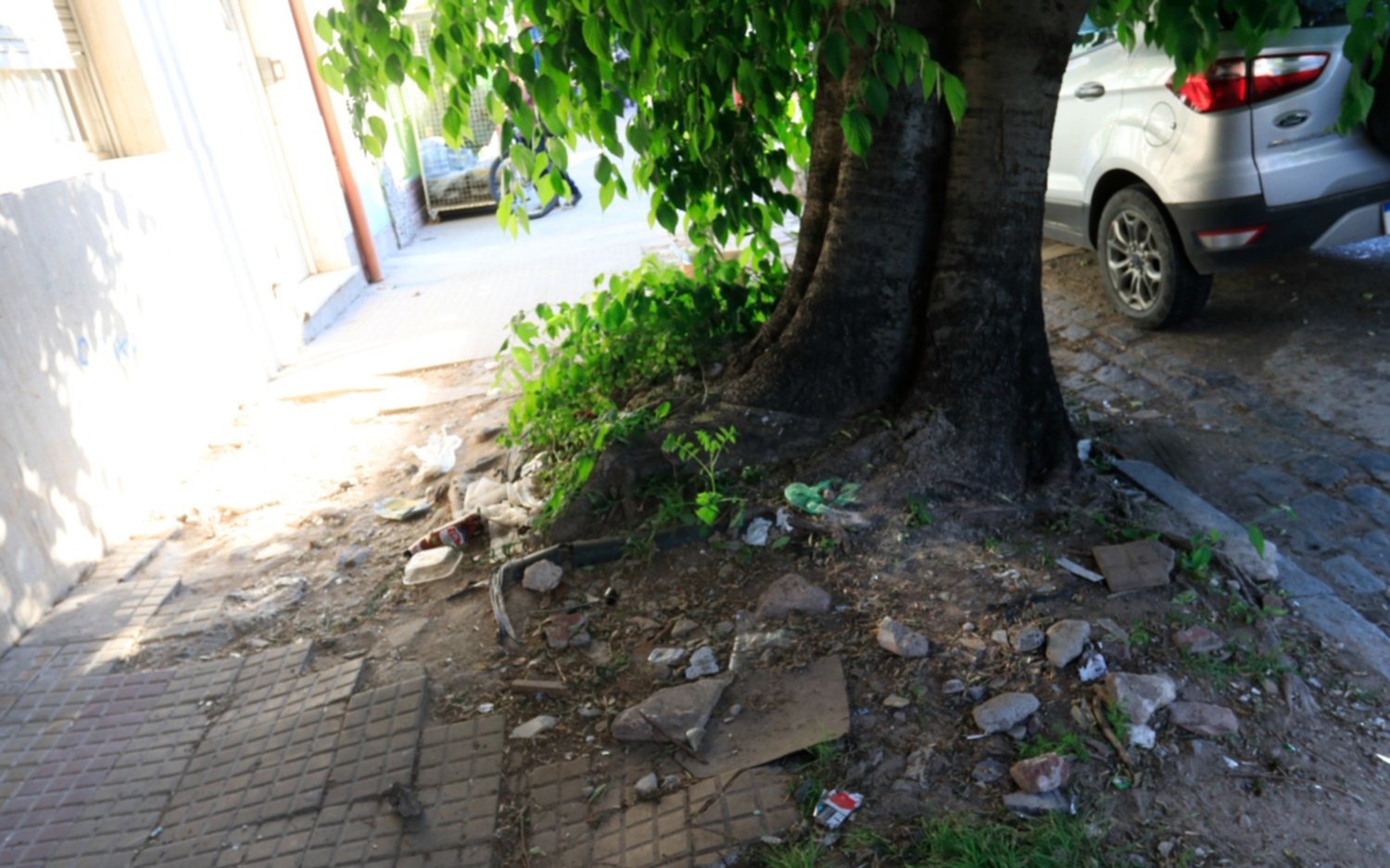 Un árbol destruyó veredas y desagües en 46 entre 3 y 4