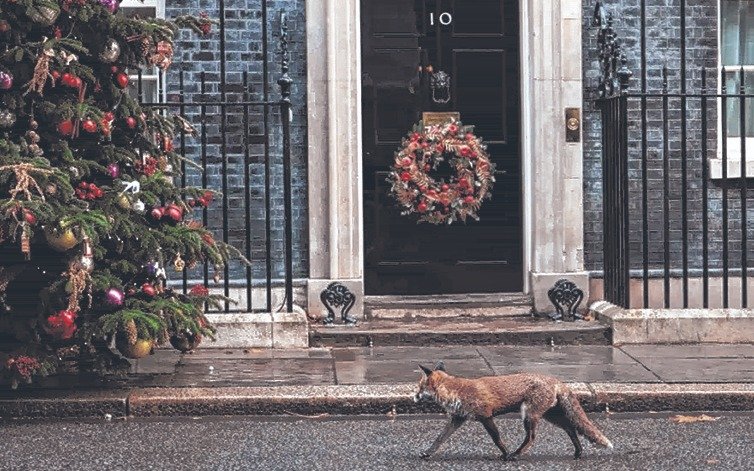 A los zorros y a las focas les gusta vivir en Londres