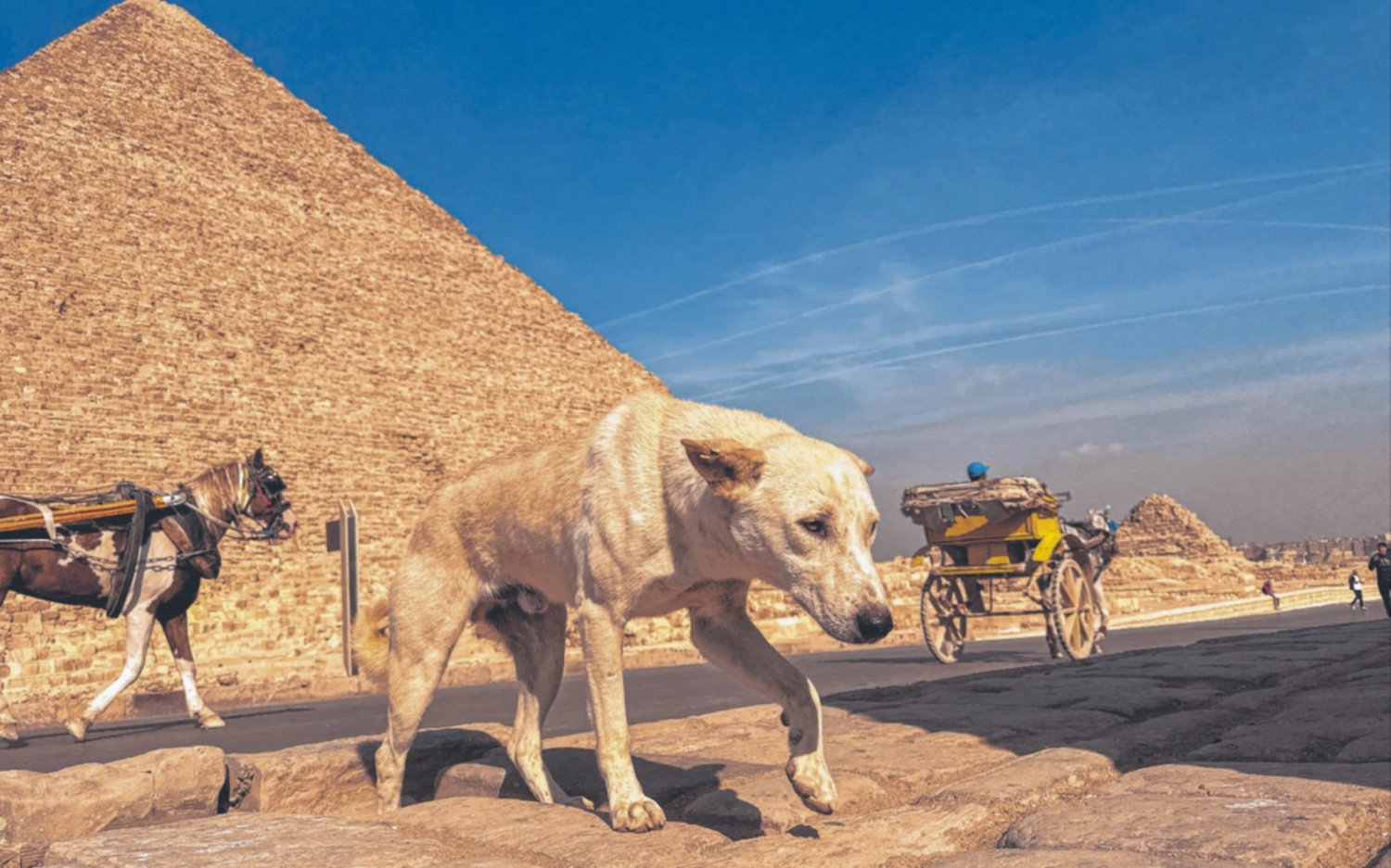 Perros callejeros, una sensación en las pirámides de Egipto