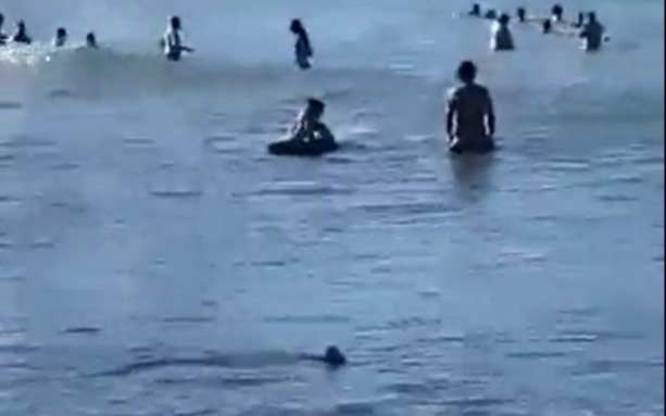 Revuelo por la aparición de un tiburón en una playa marplatense 