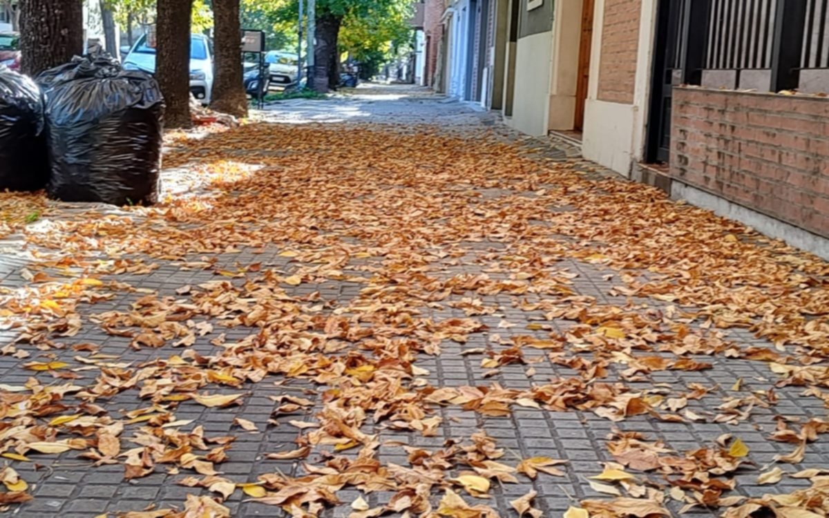 La hojarasca empieza a ganar terreno en las veredas platenses