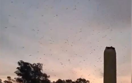 En parques del casco y en las localidades, vino el frío pero los mosquitos resisten
