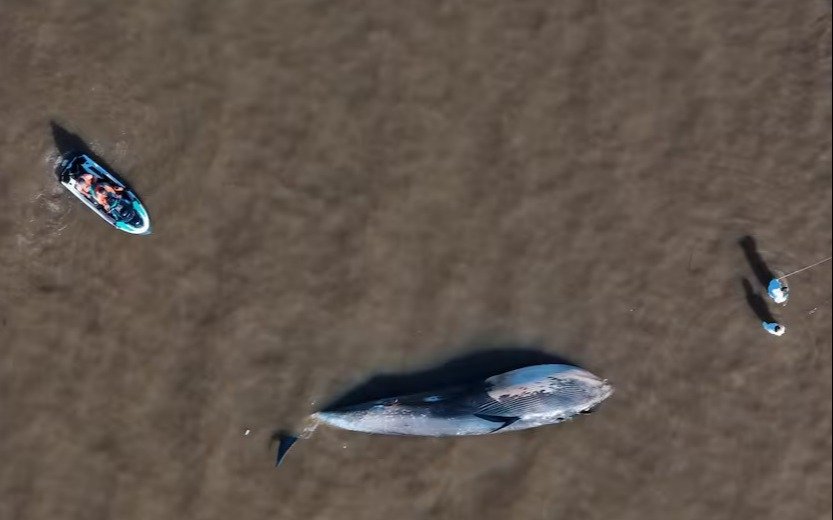 Apareció una ballena jorobada muerta en la costa de Vicente López