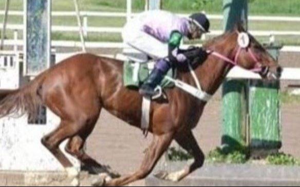 Turf – Programas y Resultados