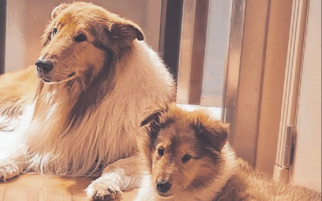 Alberto Fernández reapareció en redes con nuevo perro