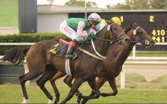 Turf – Programas y Resultados
