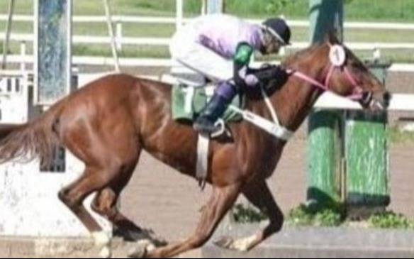 Turf – Programas y Resultados