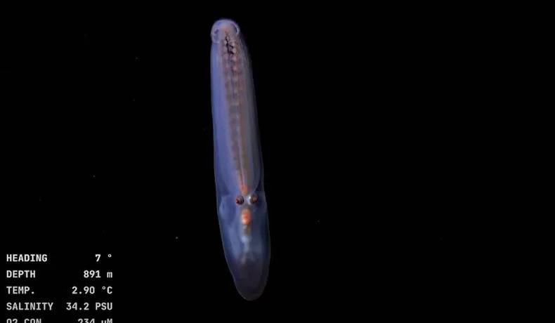 El pepino de mar pelágico de la familia Pelagothuriidae fue registrado flotando en columna de agua, cerca de 891 metros de profundidad.