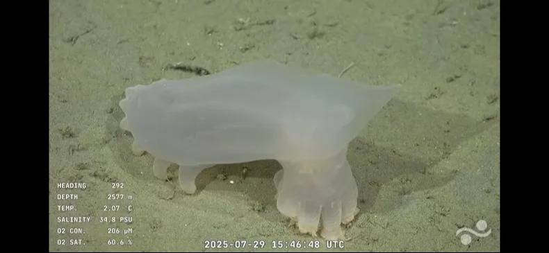 Pepino de mar de profundidad (Holothuroidea) . Algunos ejemplares fueron hallados a 2.576 metros (coloración oscura, con protuberancias) y otros a 2.597 metros (blanco translúcido con lóbulos), siempre en fondos blandos de zonas abisales.
