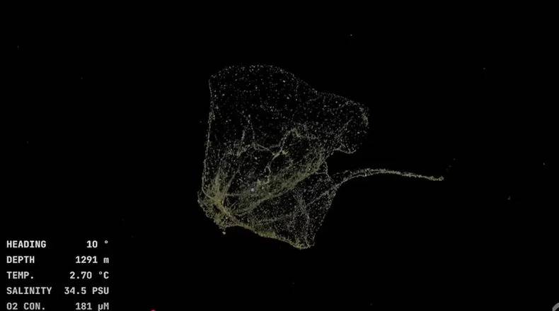 Sifonóforo de profundidad (orden Siphonophorae) a colonia de sifonóforo fue observada suspendida en la columna de agua a 1.291 metros, donde los depredadores gelatinosos colonizan ambientes de escasa luz y temperaturas bajas.