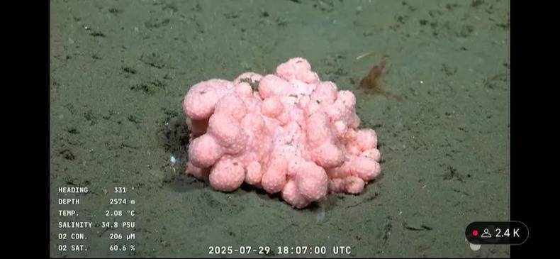 Esponja de aguas profundas (Demospongiae, probable Polymastiidae) Frecuentes en la familia Polymastiidae, fueron captadas a profundidades cercanas a 2.574 metros, sobre lechos duros con baja luminosidad y movimiento de agua constante.