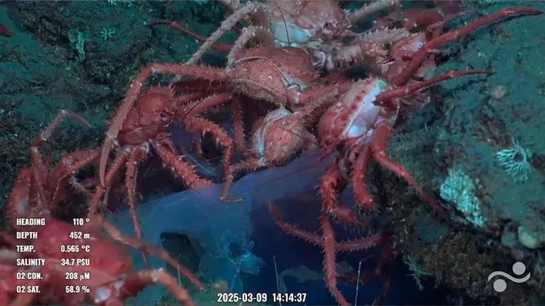 Cangrejo litódido espinoso (Lithodidae) Adecuado al ambiente abisal, fue observado a profundidades en torno a los 1.441 metros, donde su robusto caparazón le ofrece protección en la oscuridad y presión del fondo oceánico.