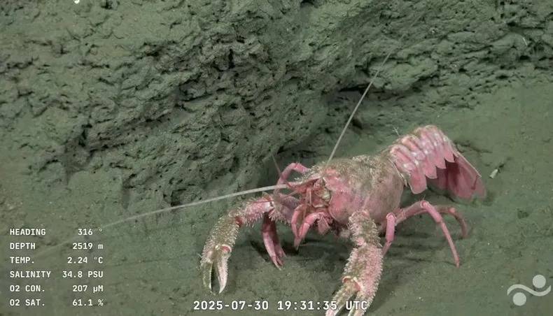 Galatea gigante o langosta de aguas profundas (Munidopsis sp.)En la campaña analizada, estos crustáceos fueron filmados a 2.519 metros de profundidad, donde suelen excavar y vivir cerca de madrigueras en el sedimento blando.