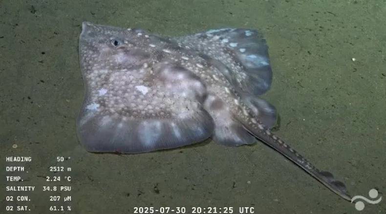 Raya de profundidad (Bathyraja sp., Arhynchobatidae) Registrados a profundidades mayores a 1.000 metros, en ambientes donde el fondo arenoso o fangoso les permite camuflarse y patrullar en busca de alimento.