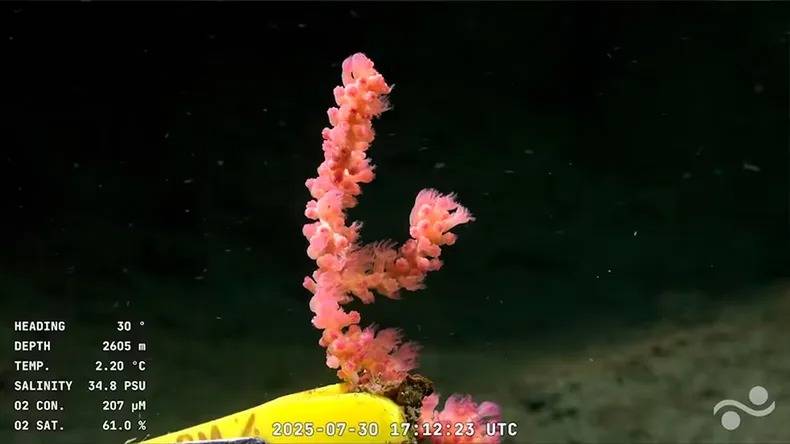 Coral blando de profundidad (Octocorallia, Primnoidae o Paragorgiidae) Las colonias de coral blando, con pólipos rosados, se encontraron adheridas sobre el lecho a 2.605 metros, funcionando como hábitat para otras especies.
