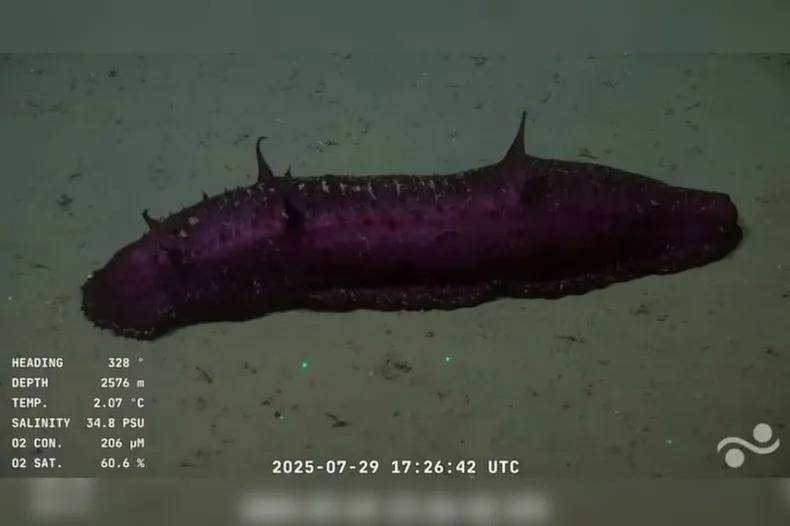 Pepino de profundidad. Algunos ejemplares fueron hallados a 2.576 metros (coloración oscura, con protuberancias) y otros a 2.597 metros (blanco translúcido con lóbulos), siempre en fondos blandos de zonas abisales.