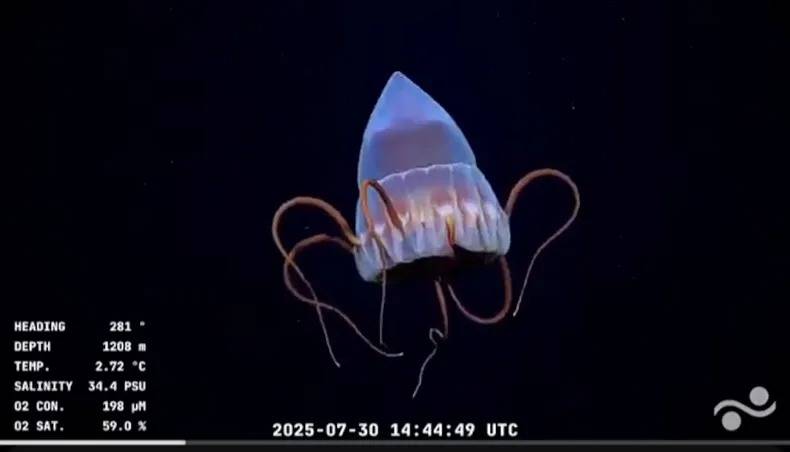 Medusa de profundidad (Atolla sp. u orden Coronatae) Registradas en aguas de entre 1.208 y 2.890 metros de profundidad. Son expertas en soportar la oscuridad total y la baja temperatura.