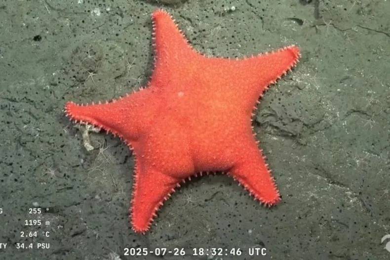 Estrella de mar abisal o “Estrella culona” (Pteraster sp. o Hippasteria sp.) Registrada a 1.195 metros (ejemplar de cinco brazos cortos y gruesos) y también a casi 1.300 metros para variantes de múltiples brazos y color claro.  En redes sociales la apodaron “culona” por su peculiar forma.