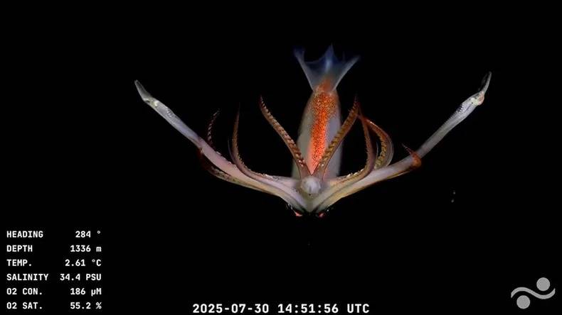 Calamar de profundidad (Architeuthis sp. o Magnapinna sp.) Ejemplares de calamares grandes (Architeuthis o Magnapinna) fueron documentados a profundidades entre 1.336 y 2.551 metros.  Los de cuerpo esbelto y tentáculos largos suelen circular a media agua o cerca del fondo.